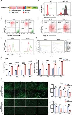 Self-delivery of TIGIT-blocking scFv enhances CAR-T immunotherapy in solid tumors